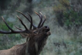 An elk in the Rocky Mountains, where the headwaters of the Colorado River lie. Image courtesy of Fin and Fur Films.