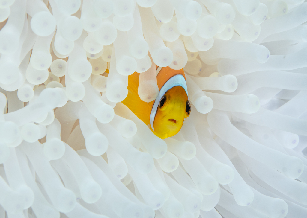 Losing Nemo: In the Red Sea, clownfish vanish as anemones bleach