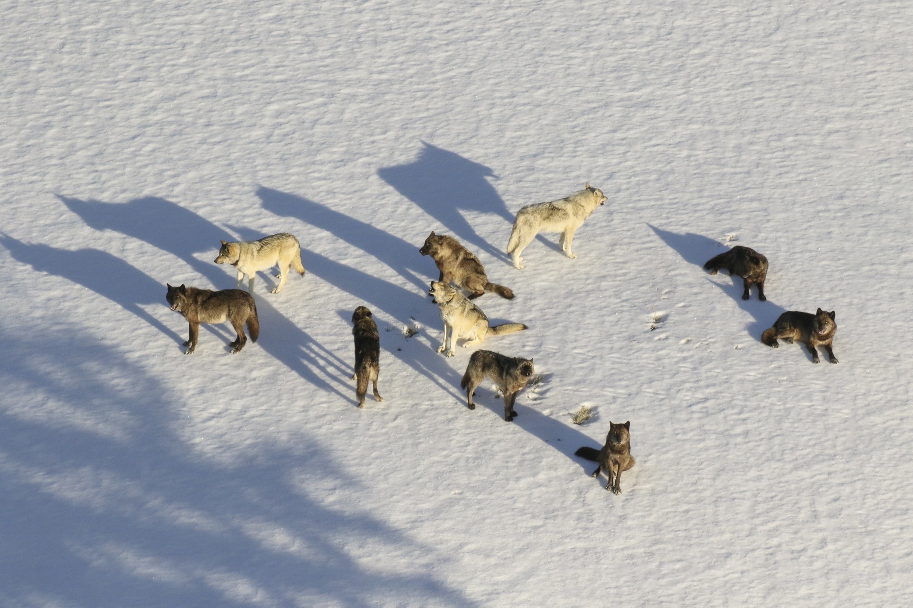 A wolf pack in the Yellowstone National Park. Although wolves can cause economic losses by killing livestock, scientists say they also contribute to the economy by reducing deer-vehicle collisions and bringing in eco-tourism dollars.