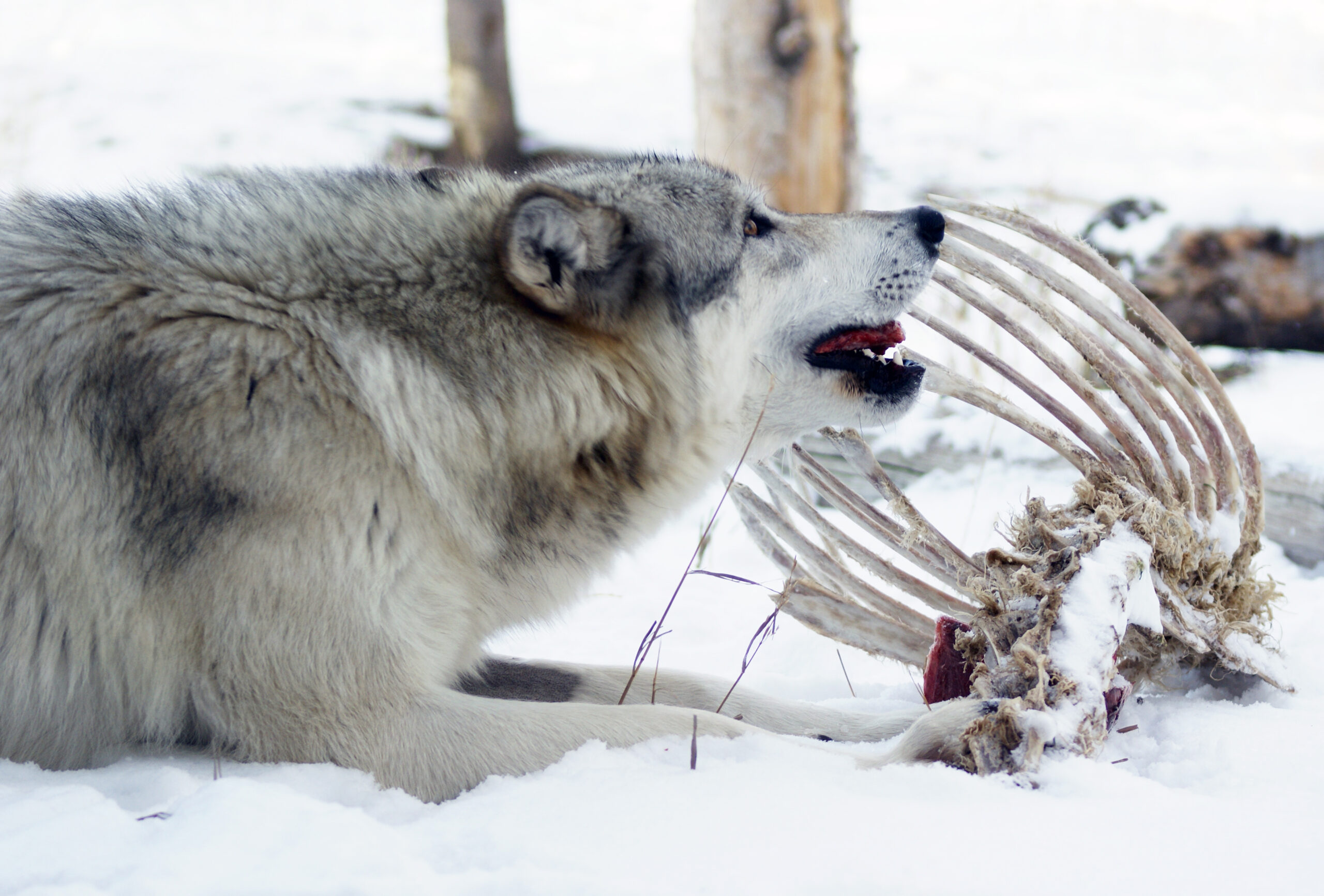 Studies show wolves prefer their natural prey, like elk (shown here) and deer, to livestock. But when pack leaders die, young wolves often lack sufficient skills to hunt elk or deer, so they prey on easier-to-kill livestock.