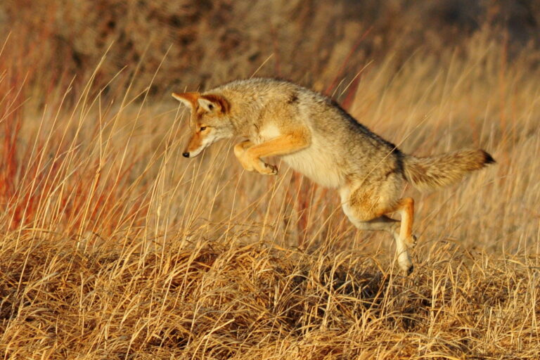 According to data from the U.S. Department of Agriculture, coyotes kill more livestock than wolves, responsible for nearly 35% of all cattle killed by predators in California in 2015. But ranchers shoot or poison these canids to save their livestock, which they can't do with wolves.