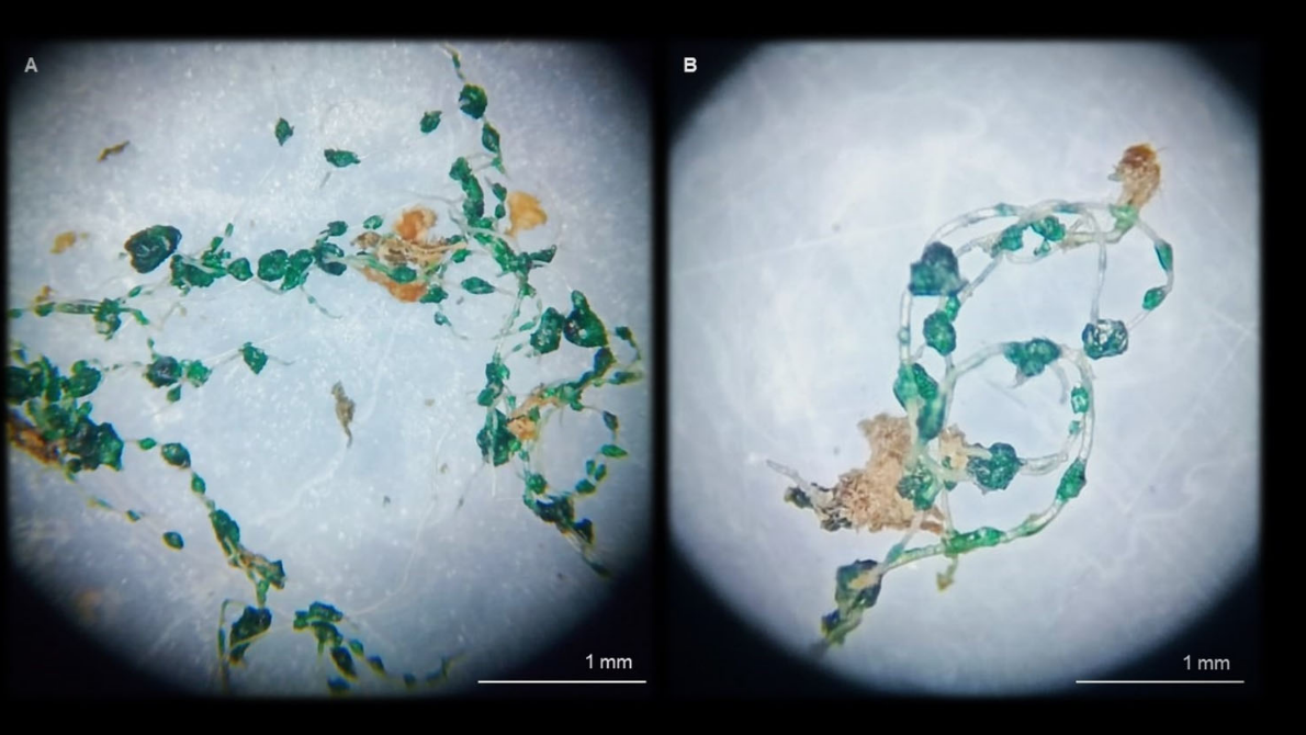 Plastic fiber filaments were found in the stomachs of two Juruá red howler monkeys. Image courtesy of Jesus et al. (2025).