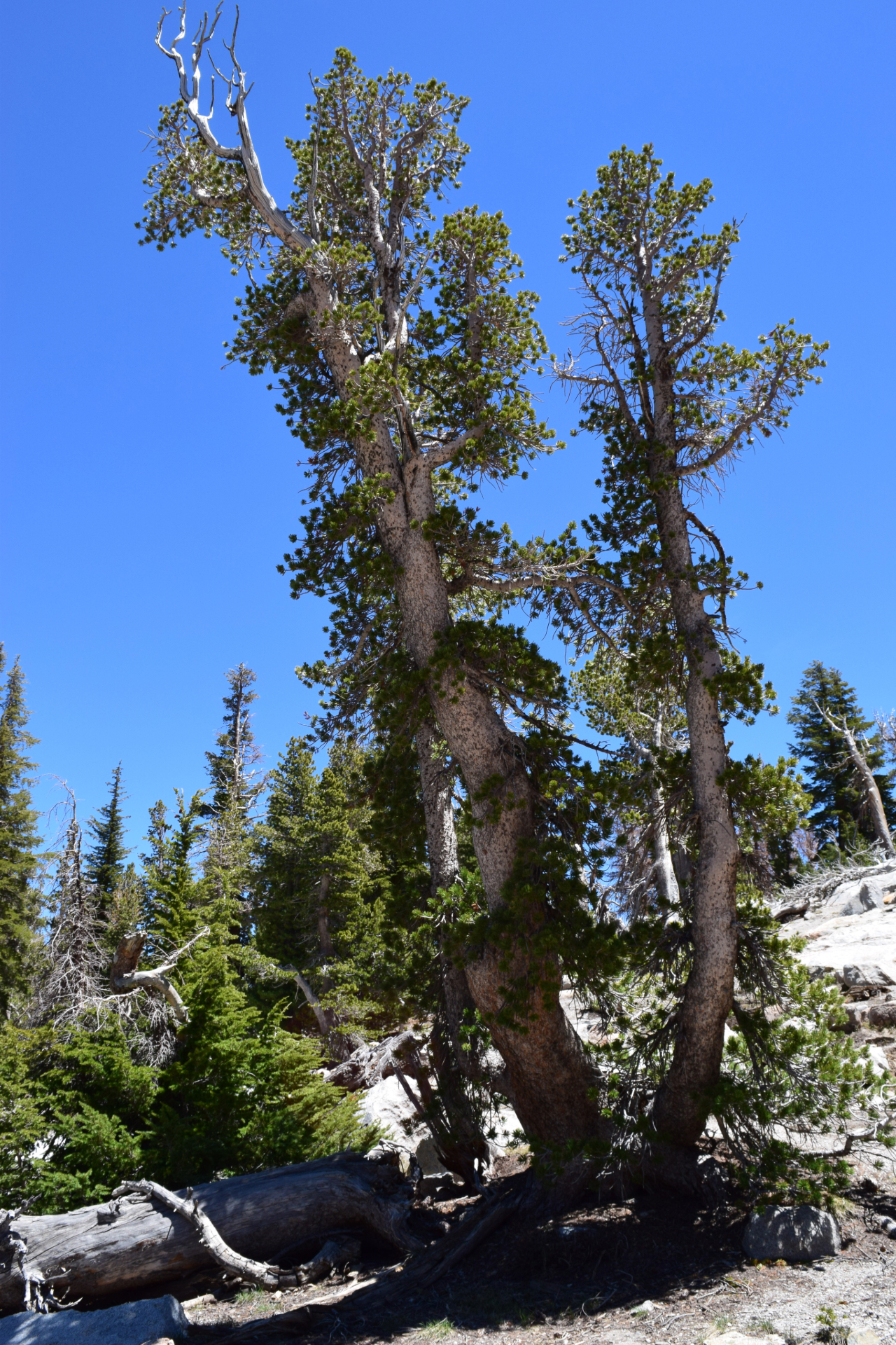 Whitebark pine, pictured here in the Mammoth Lakes region of the eastern Sierra Nevada. Image courtesy of D.F. Tomback.