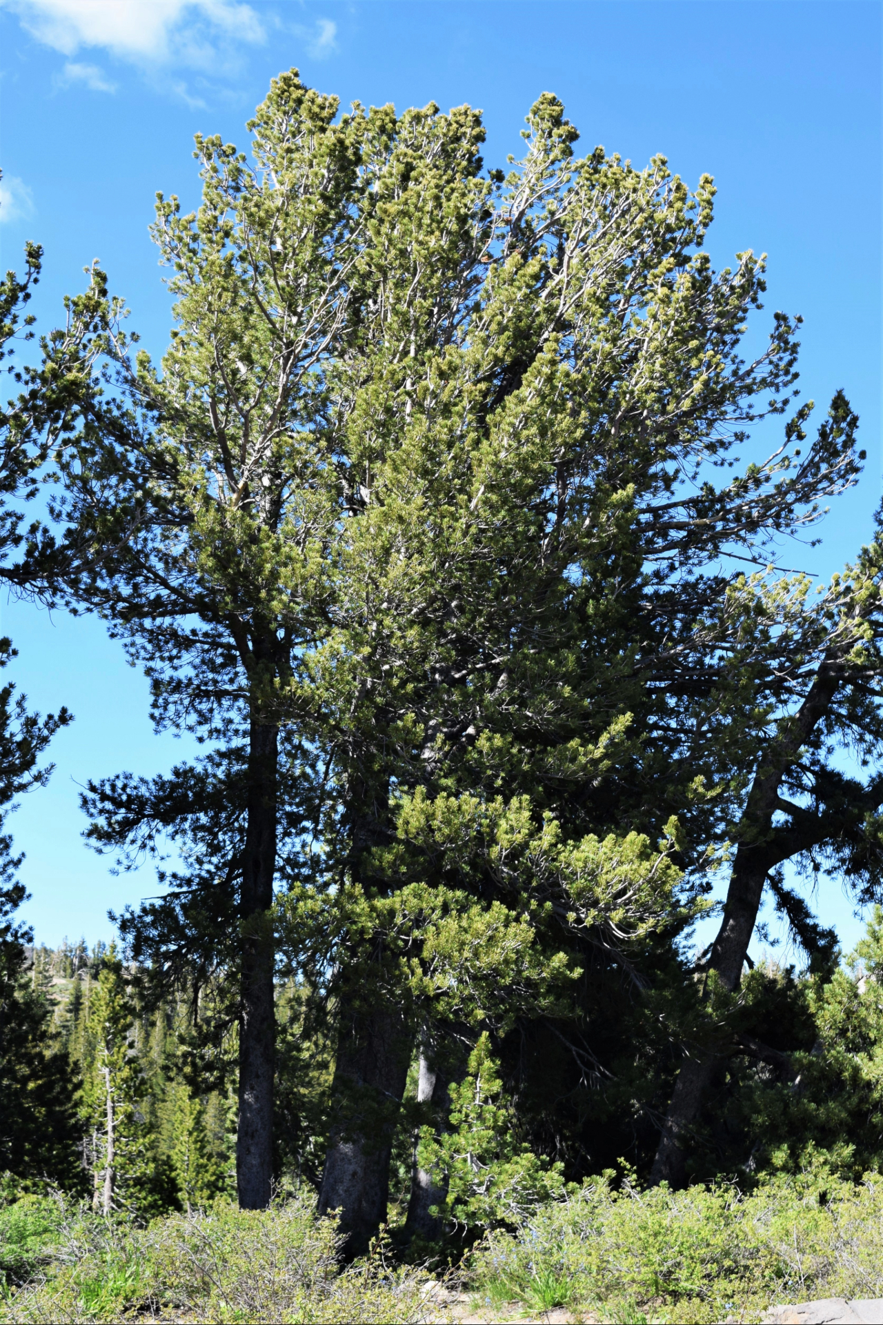 This pine tree ranges in size from shrub-like krummholz to tall, 18-meter (60-foot) trees. Image courtesy of D.F. Tomback.