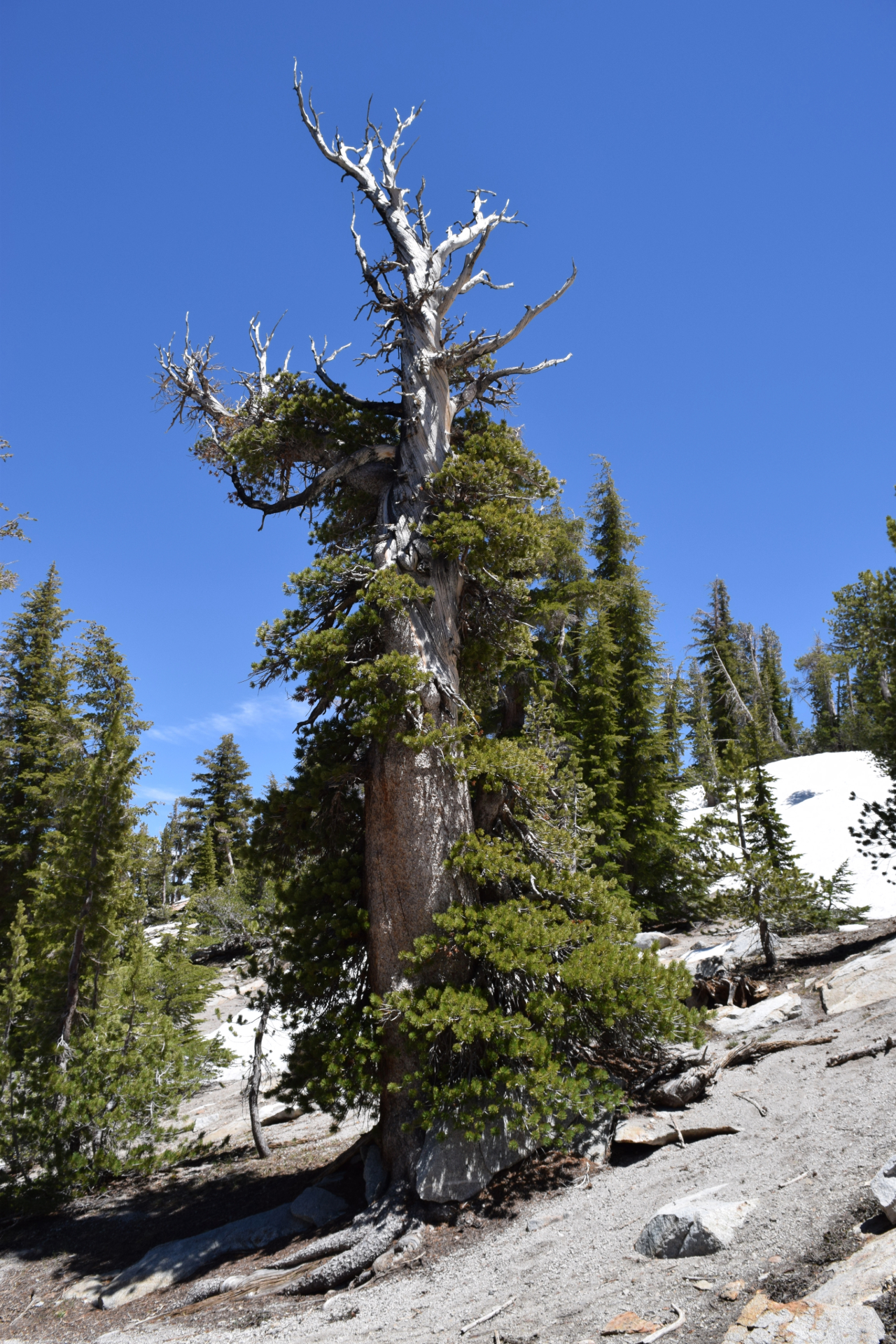 Whitebark pine are slow growing but can live more than 1,000 years. Image courtesy of D.F. Tomback.