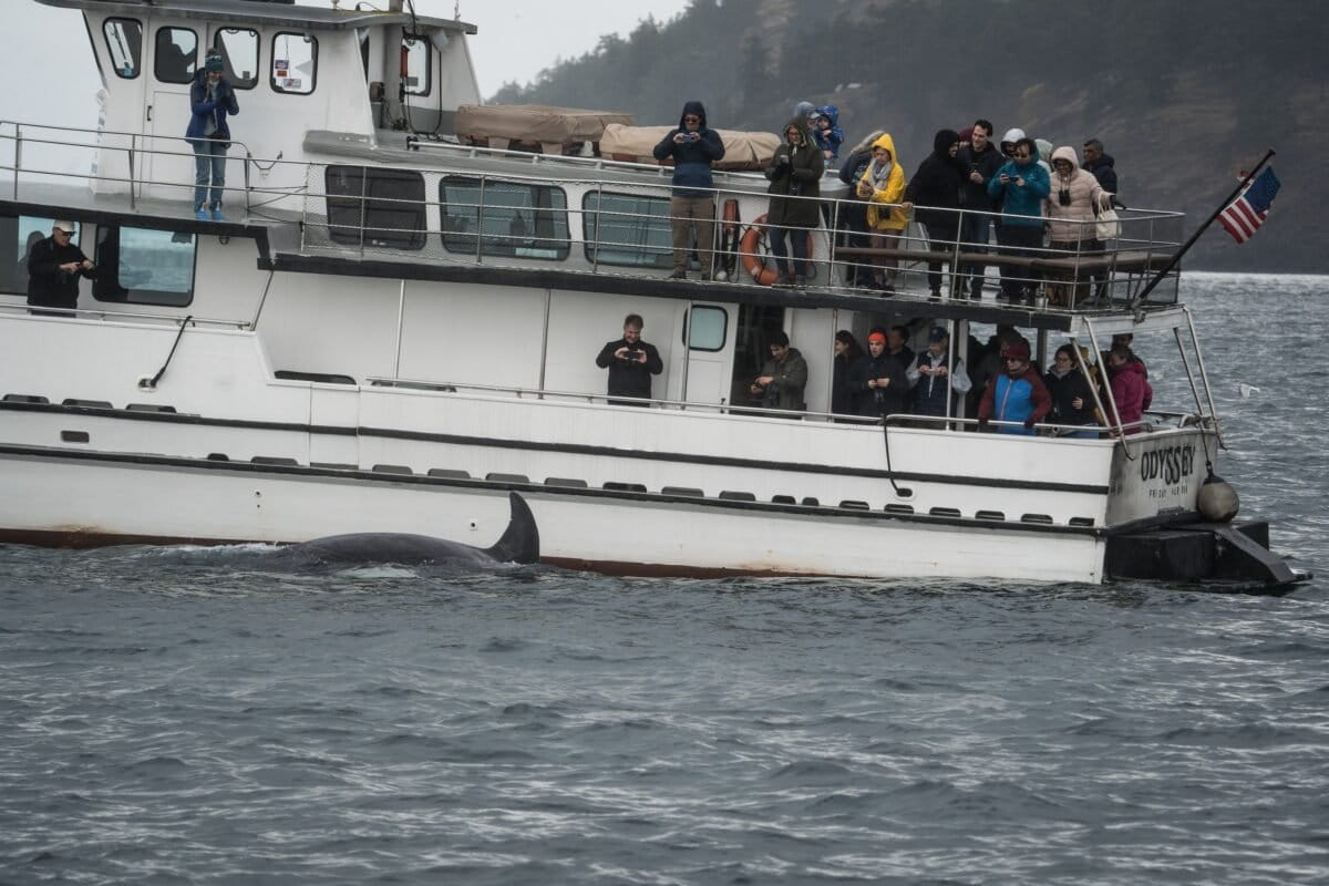 Scientists hope underwater fiber-optic cables can help save endangered orcas