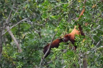 Juruá red howler monkeys. Image courtesy of Anamélia de Souza Jesus.