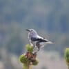 A Clark's nutcracker, pictured here in California. Image by LassenNPS via Wikimedia Commons (Public domain).
