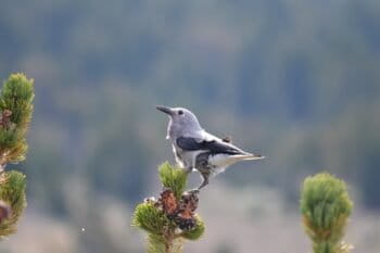 A Clark's nutcracker, pictured here in California. Image by LassenNPS via Wikimedia Commons (Public domain).