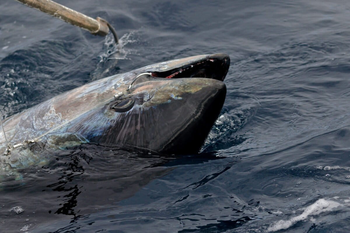 Indonesia falls short in bid to increase its share of southern bluefin tuna catch
