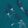 Photos of orcas captured using drones in Alaska.