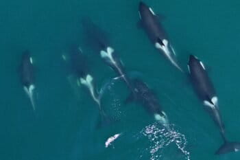 Photos of orcas captured using drones in Alaska.