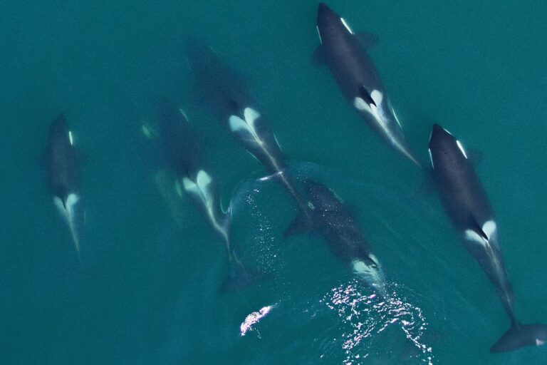 Photos of orcas captured using drones in Alaska.