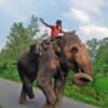 A teenage mahout and his elephant in Bogura, Bangladesh.