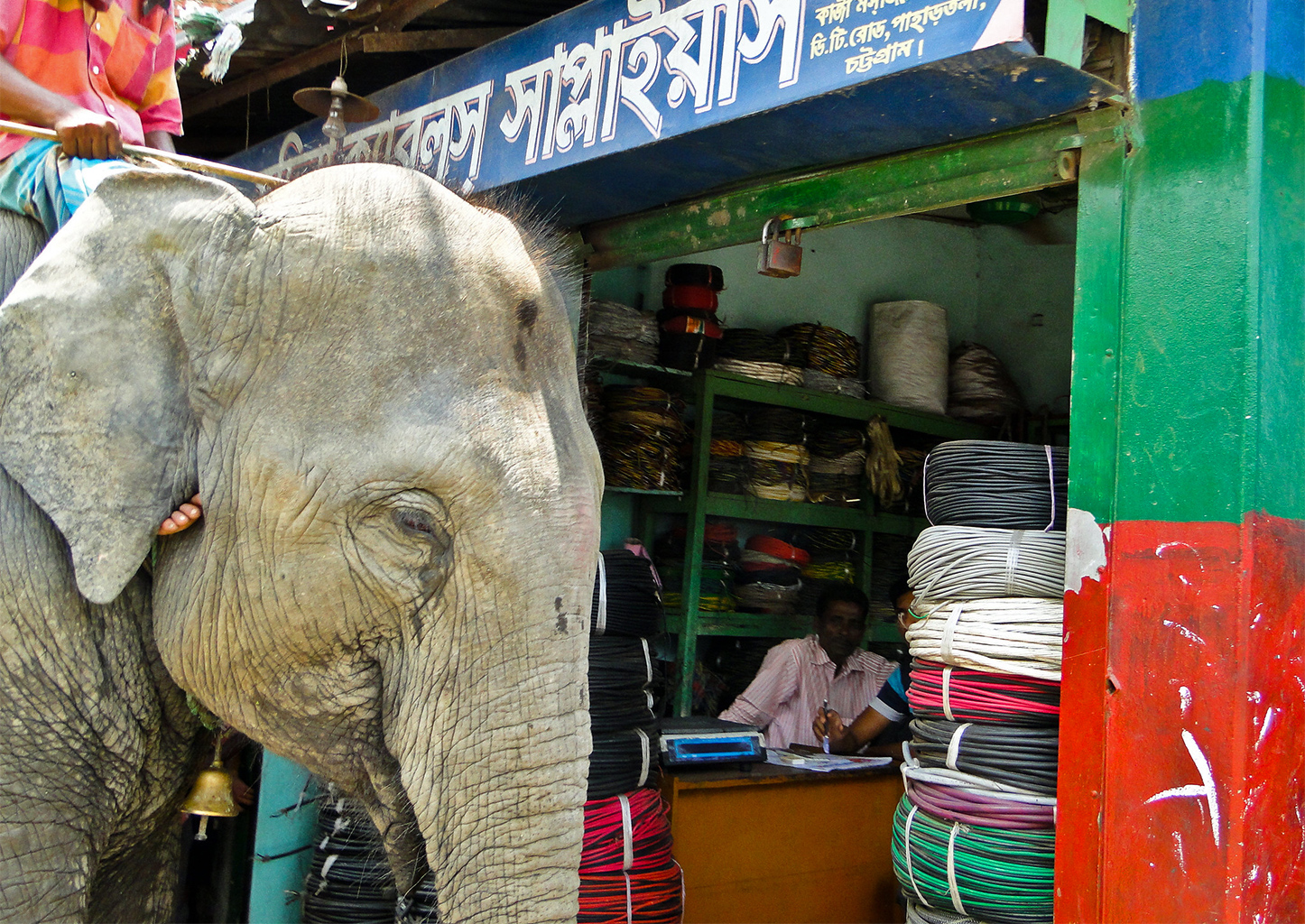 An elephant and mahout in Chittagong city.