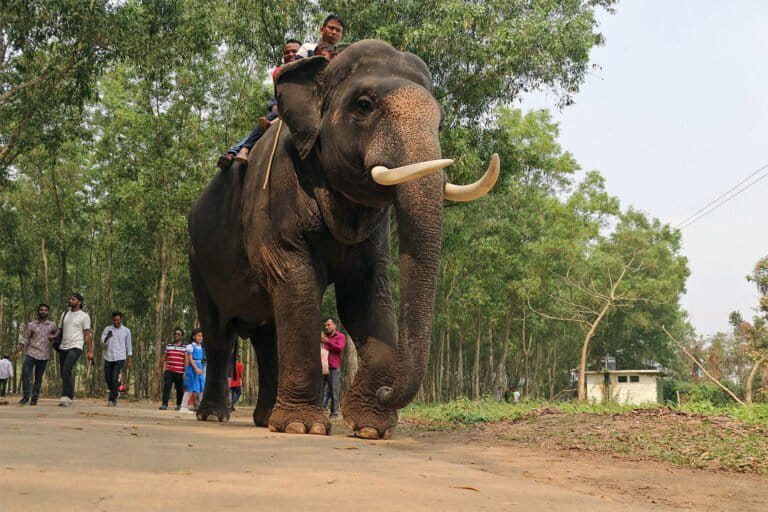 Bangladesh to reintroduce captive elephants to the wild