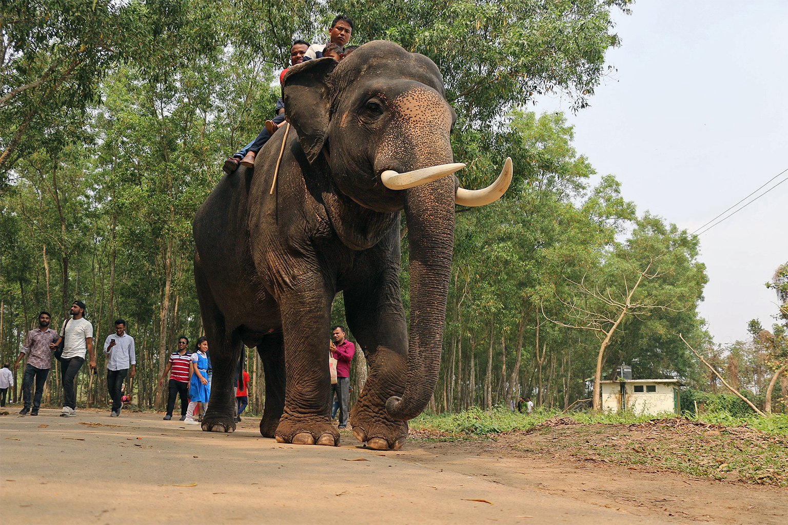 Visitors to a safari park in Gazipur enjoy a ride on an elephant.