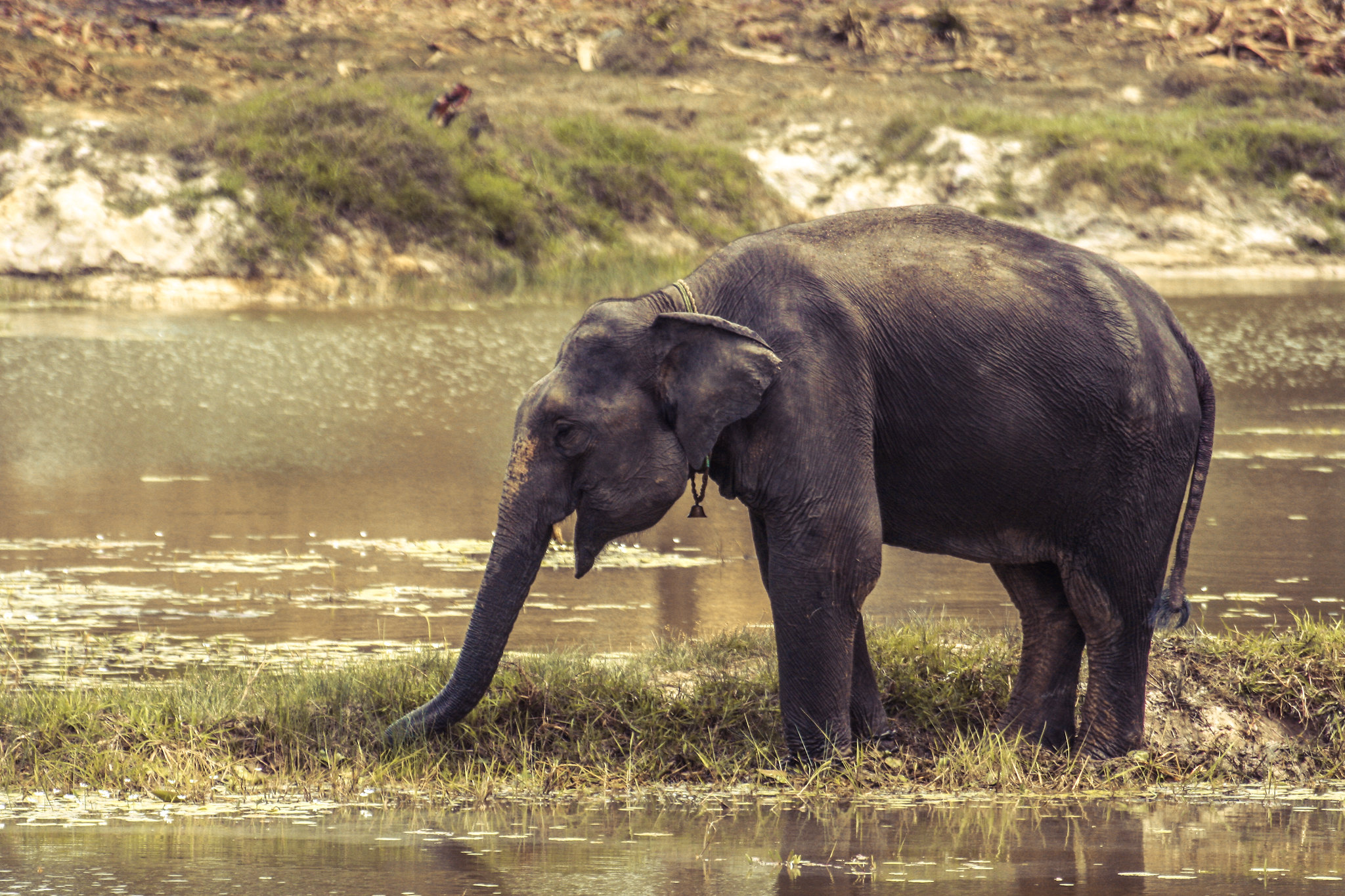 A captive elephant grazes by itself.