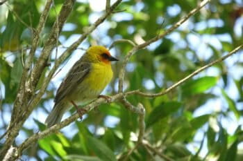 Rodrigues fody by pierrickferret via iNaturalist (CC BY-NC 4.0).