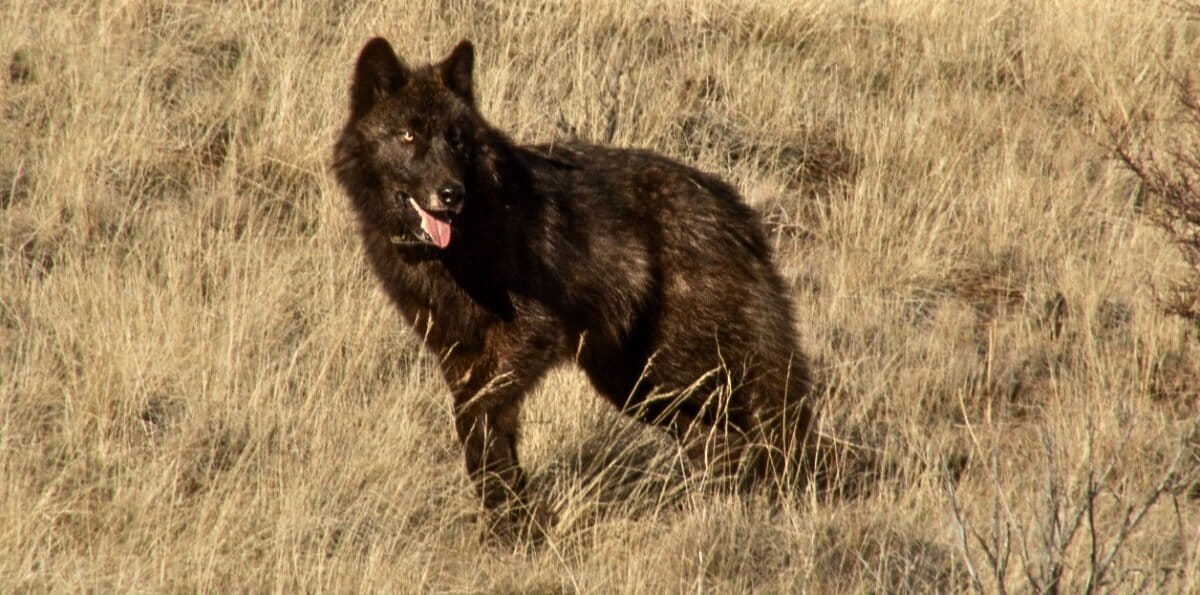 As wolves roam California, livestock losses remain low, yet ranchers’ fears grow