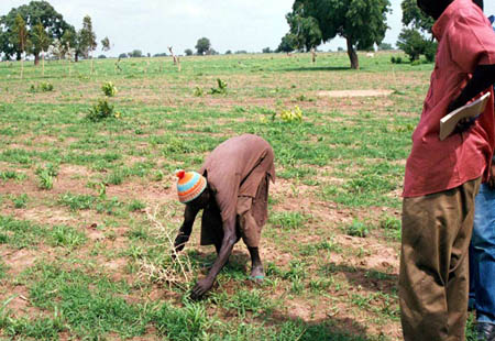 Reforestation project in Senegal. Image by McGahuey / USAID via Wikimedia Commons (Public domain).