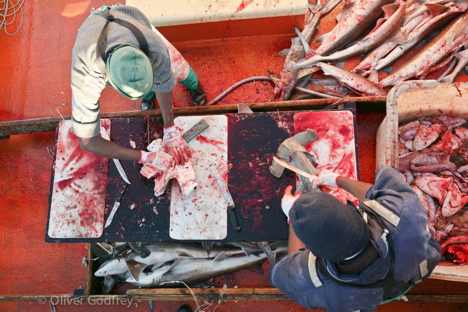 Cutting heads of hammerhead sharks aboard the White Rose in 2011. Image courtesy of Oliver Godfrey.