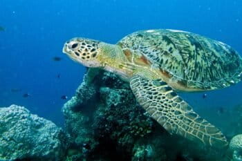 A green turtle. Image by Bernard DUPONT via Wikimedia Commons (CC BY-SA 2.0).