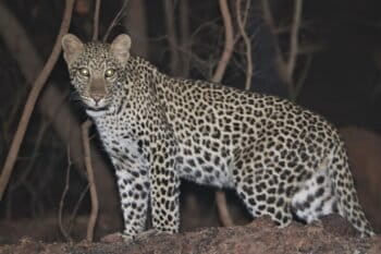 A young female leopard photographed at night in Niokolo Koba National Park, Senegal. Panthera/Senegal DPN