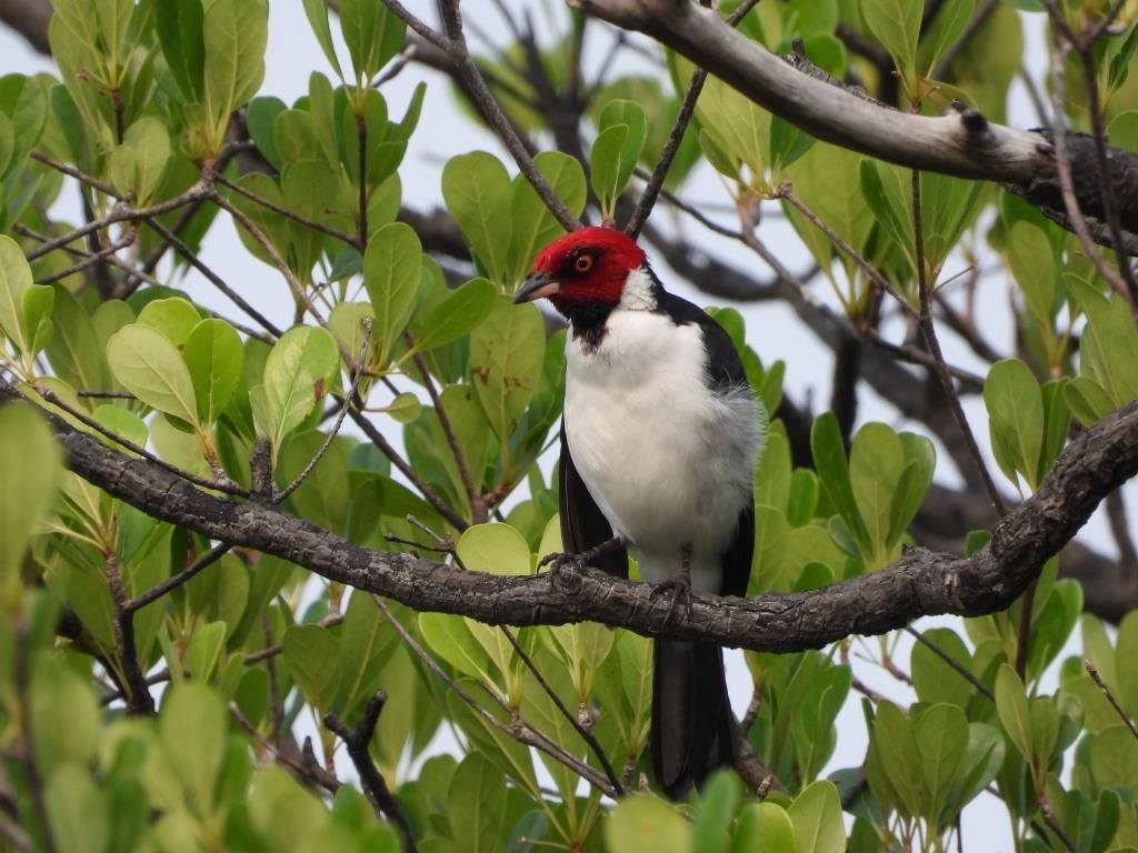 Birds were strangely silent in Jaú National Park in early September last year, when the Amazon was experiencing extreme drought. Image courtesy Jarilson Garcia Vilar/Agência Pública.