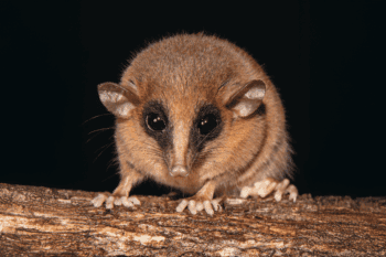 The new-to-science Marmosa chachapoya species. Photo courtesy of Silvia Pavan.