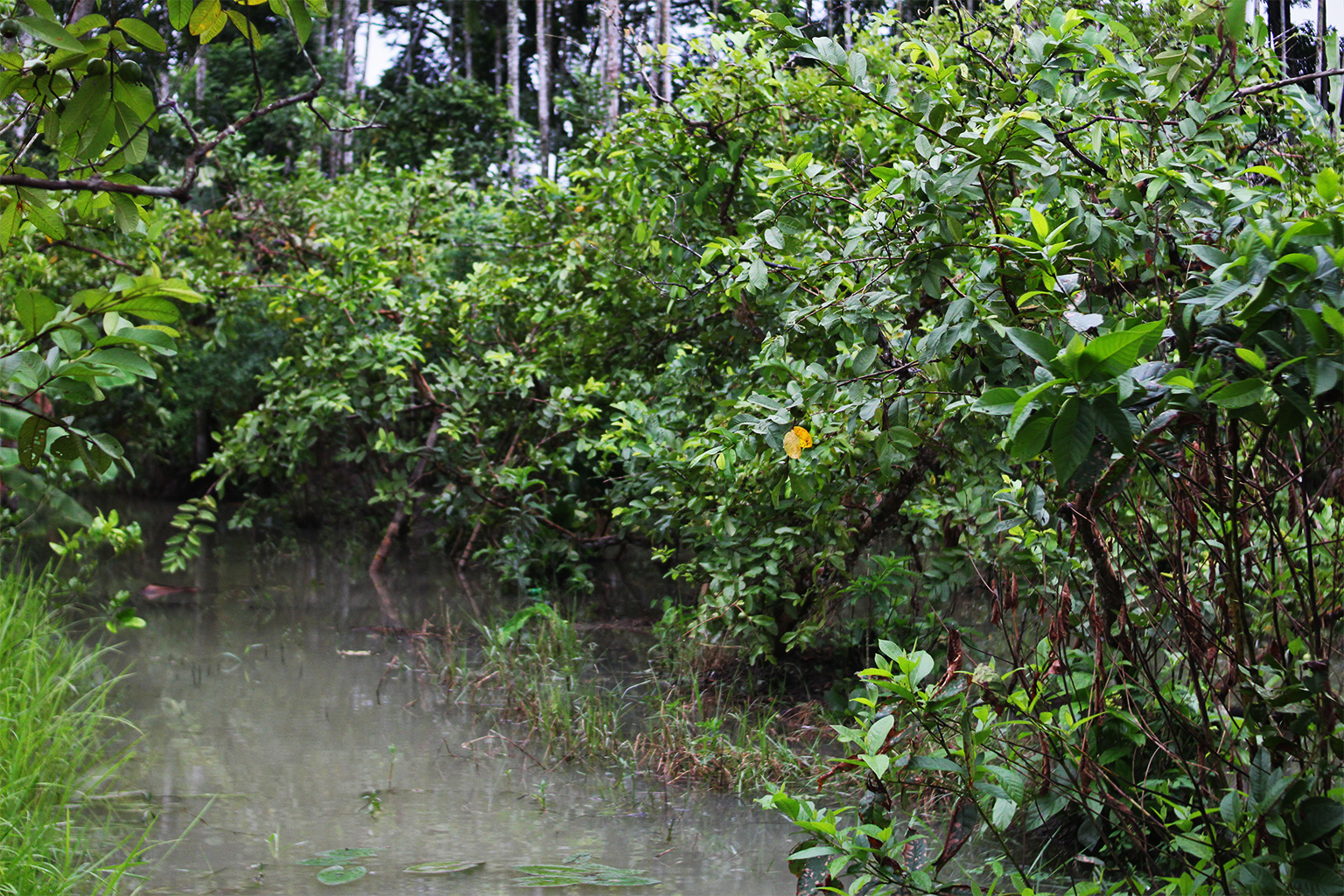 A guava orchard in Pirojpur.