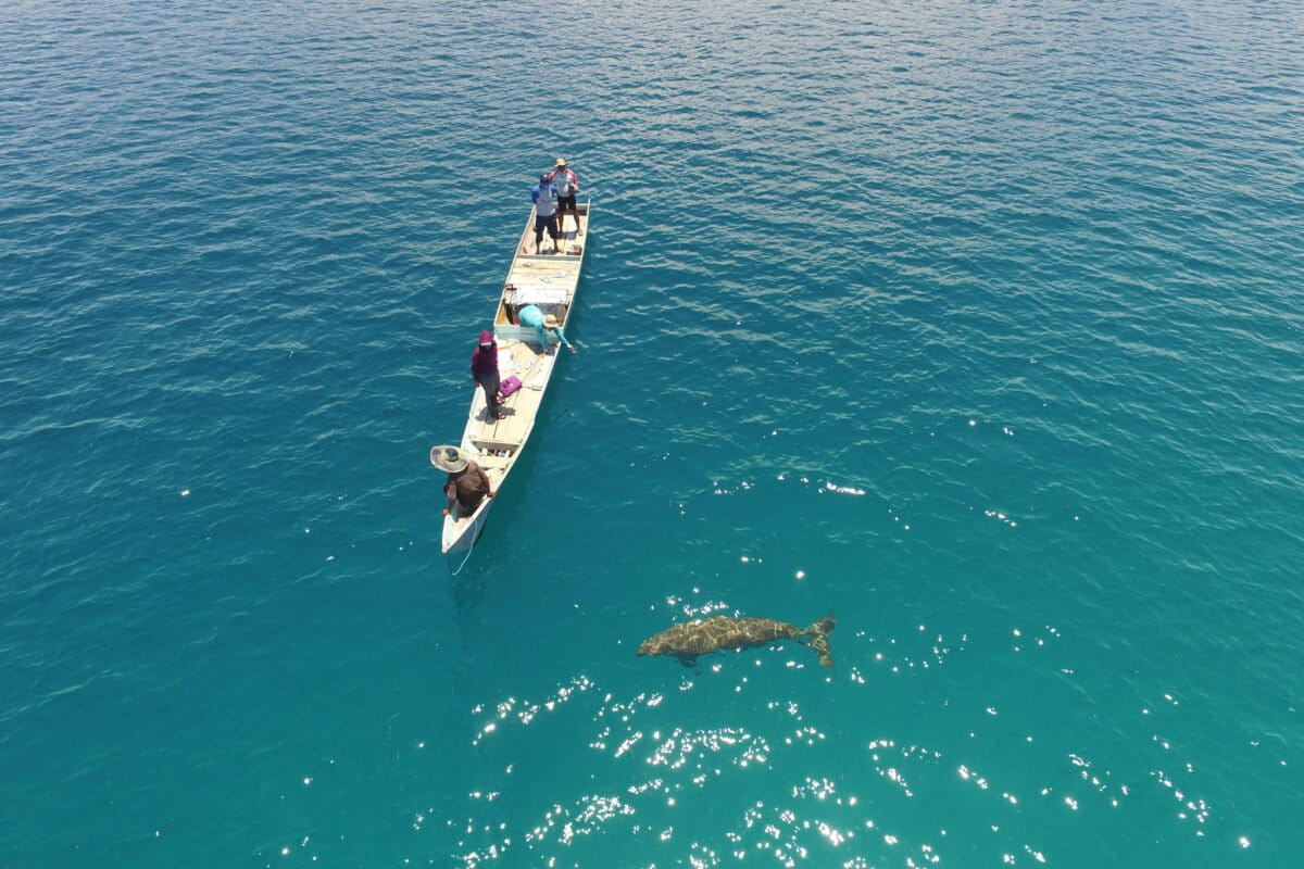 Rare dugong calf sighting in Alor spotlights seagrass & marine mammal conservation