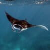 A manta ray in the Indian Ocean.