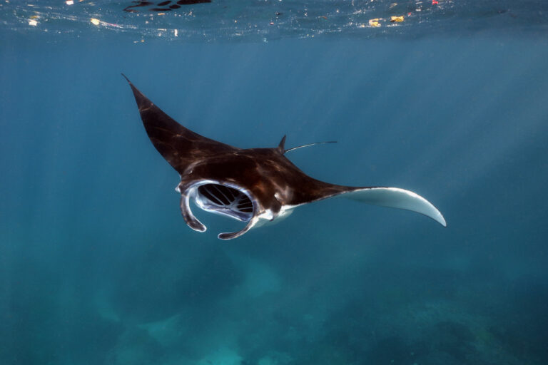 A manta ray in the Indian Ocean.