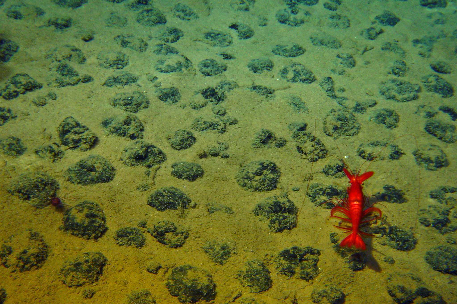 A deep-sea lobster on a seabed with polymetallic nodules.