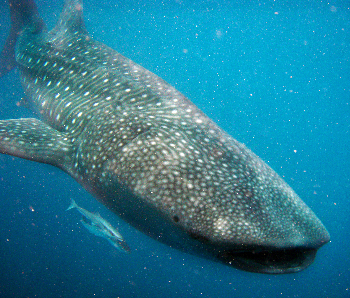 Whale sharks (Rhincodon typus) are one of the species identified to be impacted by deep-sea mining.