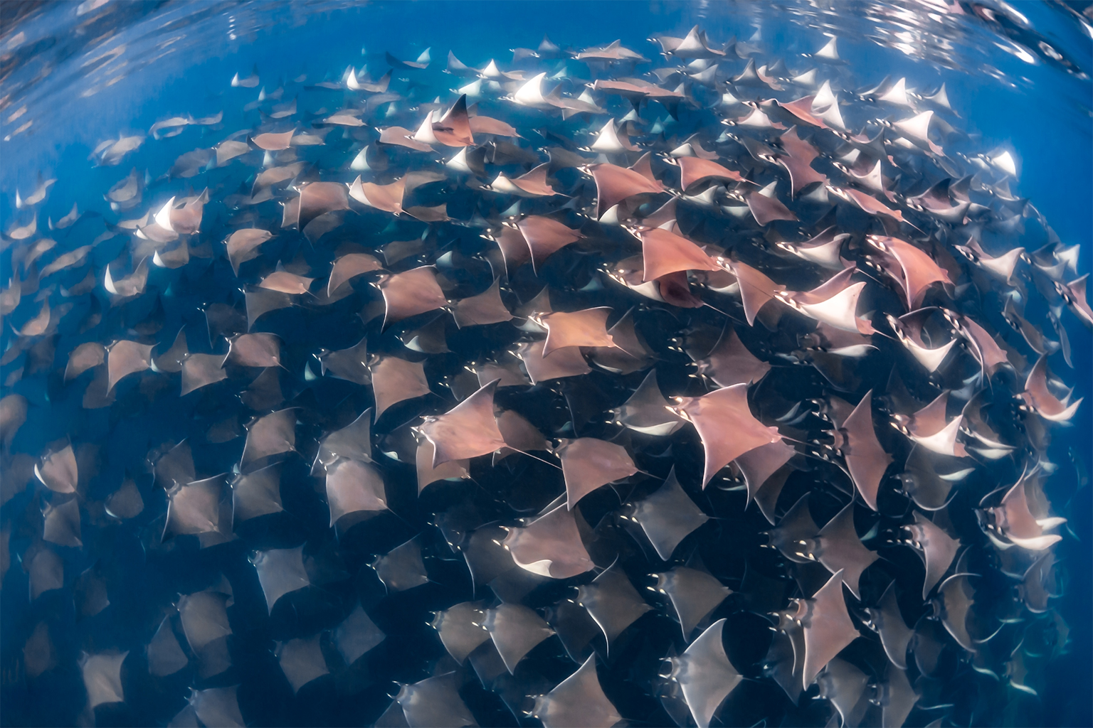 Mobula rays in the Gulf of California.