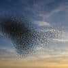 Starling Murmuration. Image by Rhett Ayers Butler