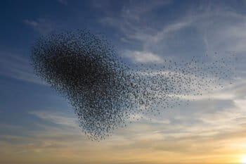 Starling Murmuration. Image by Rhett Ayers Butler
