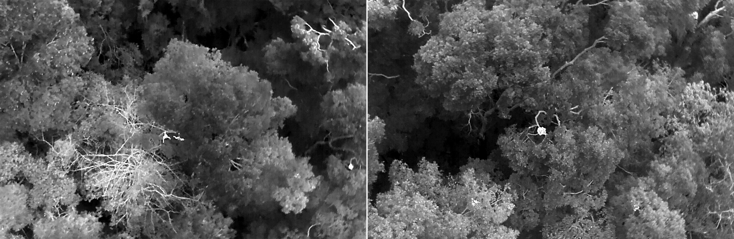 Thermal images of (left) two northern muriquis moving across the canopy and (right) a northern muriqui looking at the drone.