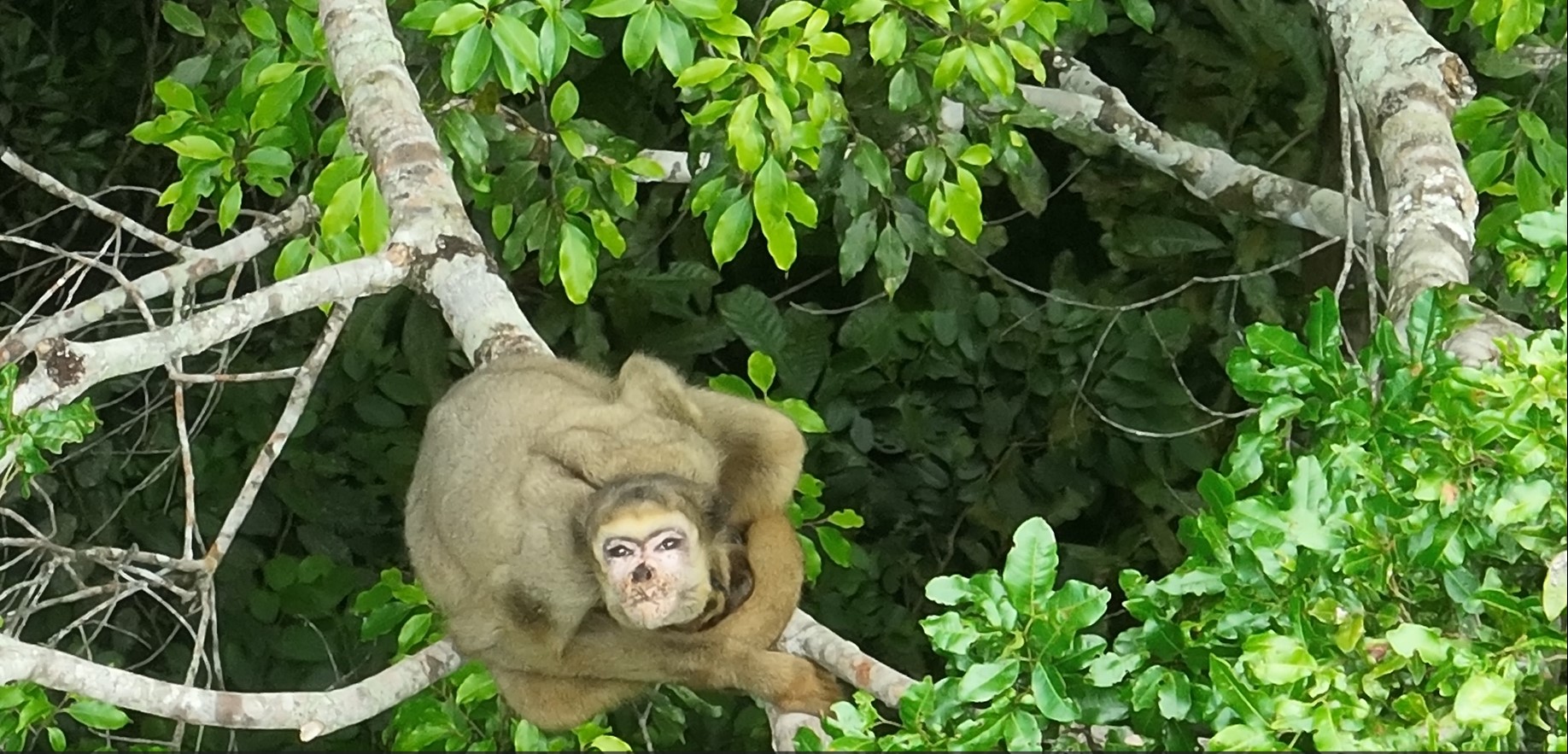 The northern muriqui looking up at the drone.