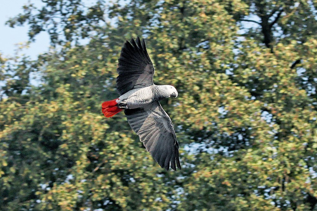 An African grey parrot flying. 