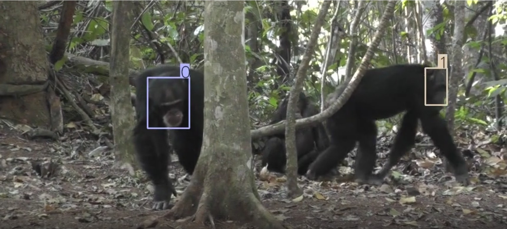 Face detection, tracking, and recognition of wild chimpanzees using AI from videos recorded in Bossou, Guinea.