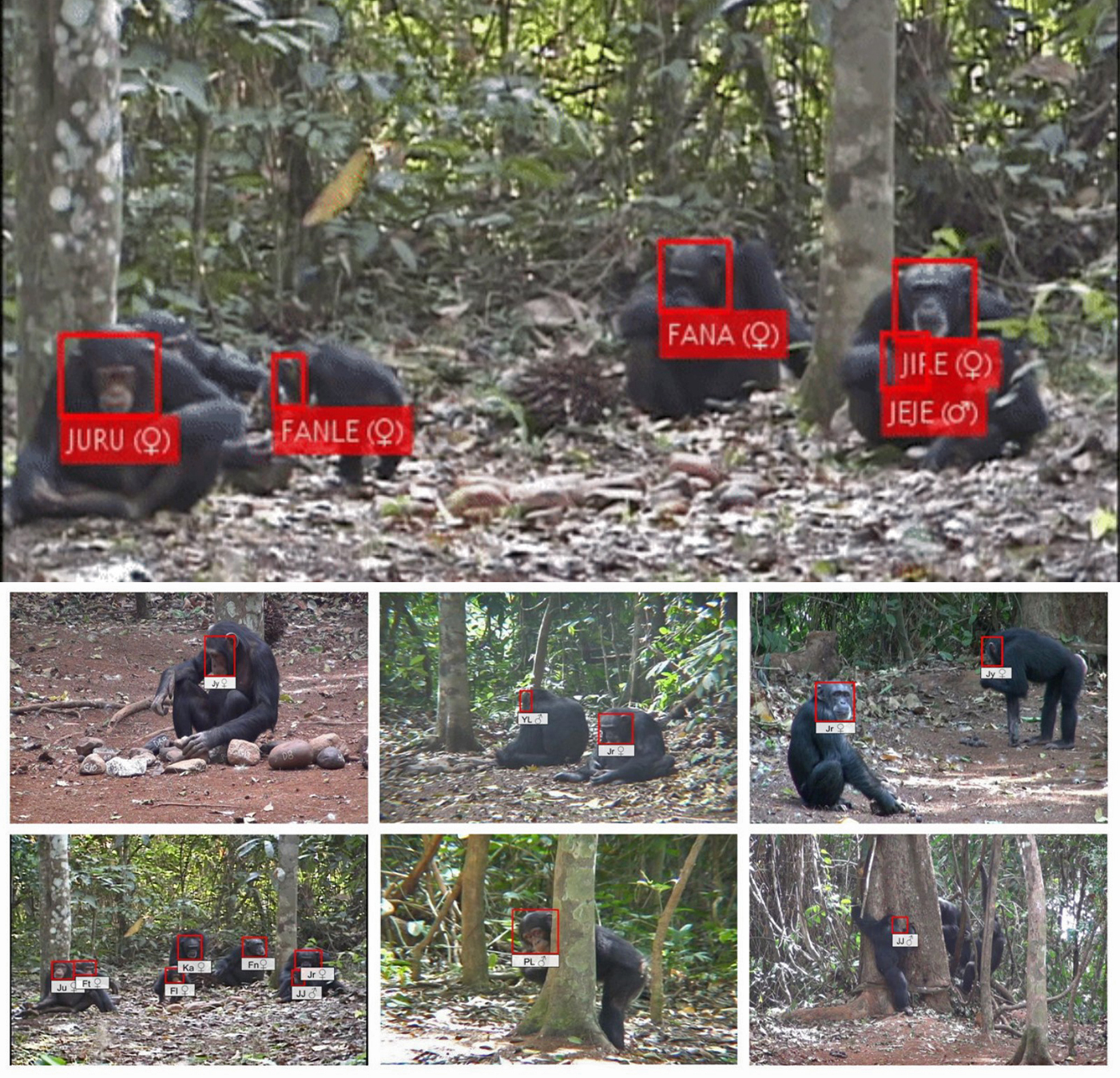 Face detection, tracking, and recognition of wild chimpanzees using AI from videos recorded in Bossou, Guinea.