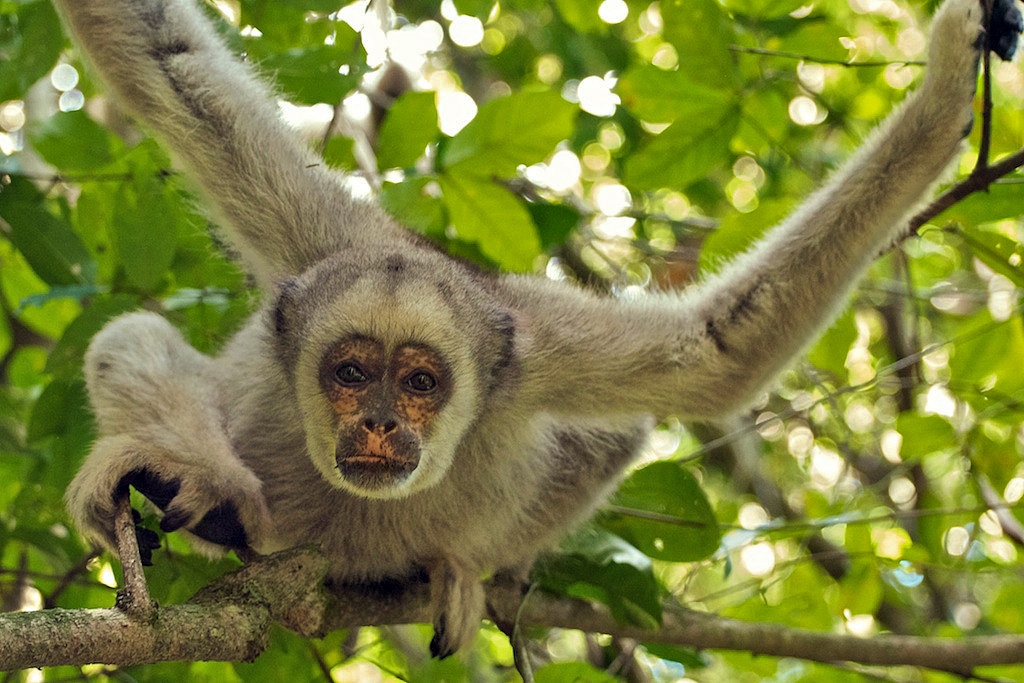A northern muriqui in Brazil.