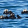 A raft of sea otters off the Alaska coast.