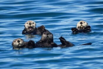A raft of sea otters off the Alaska coast.