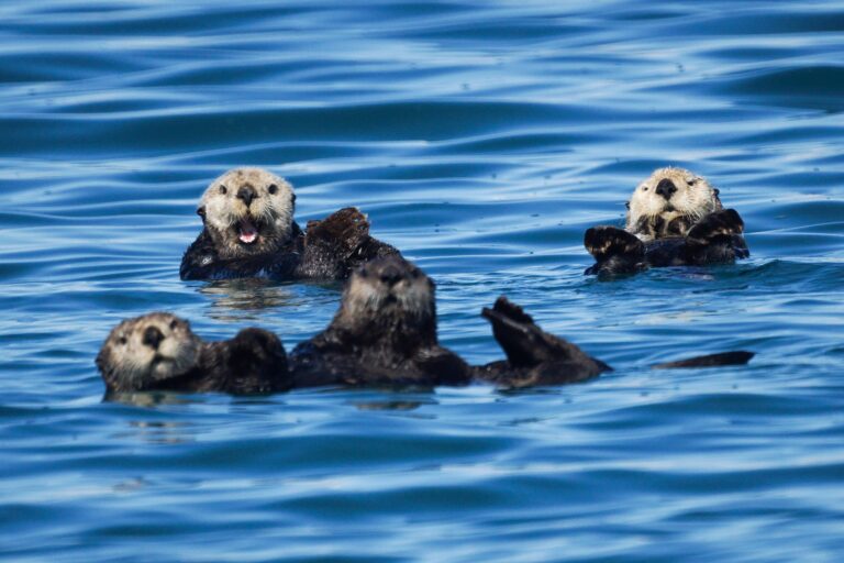 A raft of sea otters off the Alaska coast.