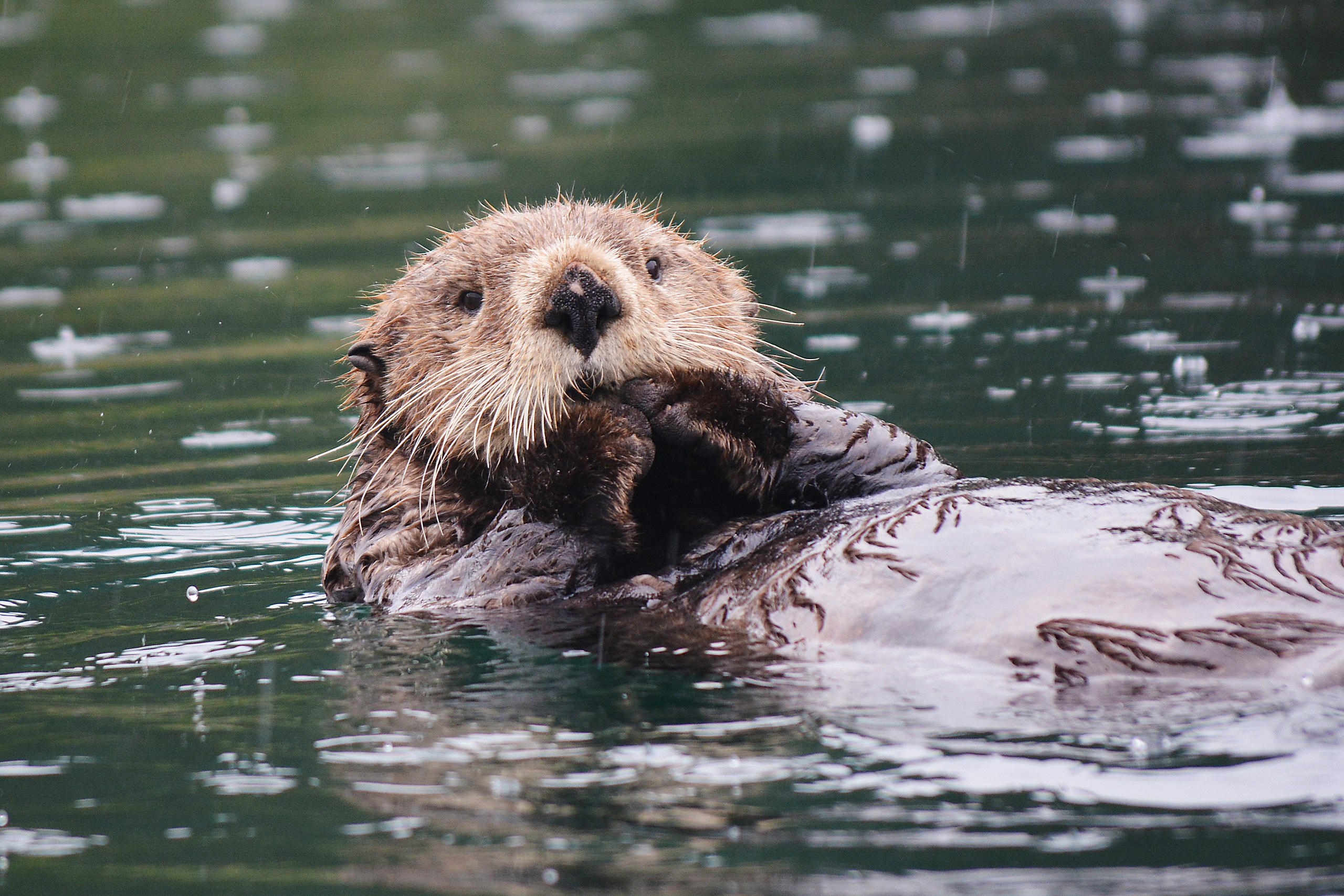 A sea otter afloat in Little Tutka Bay on Alaska’s Kenai Peninsula.
