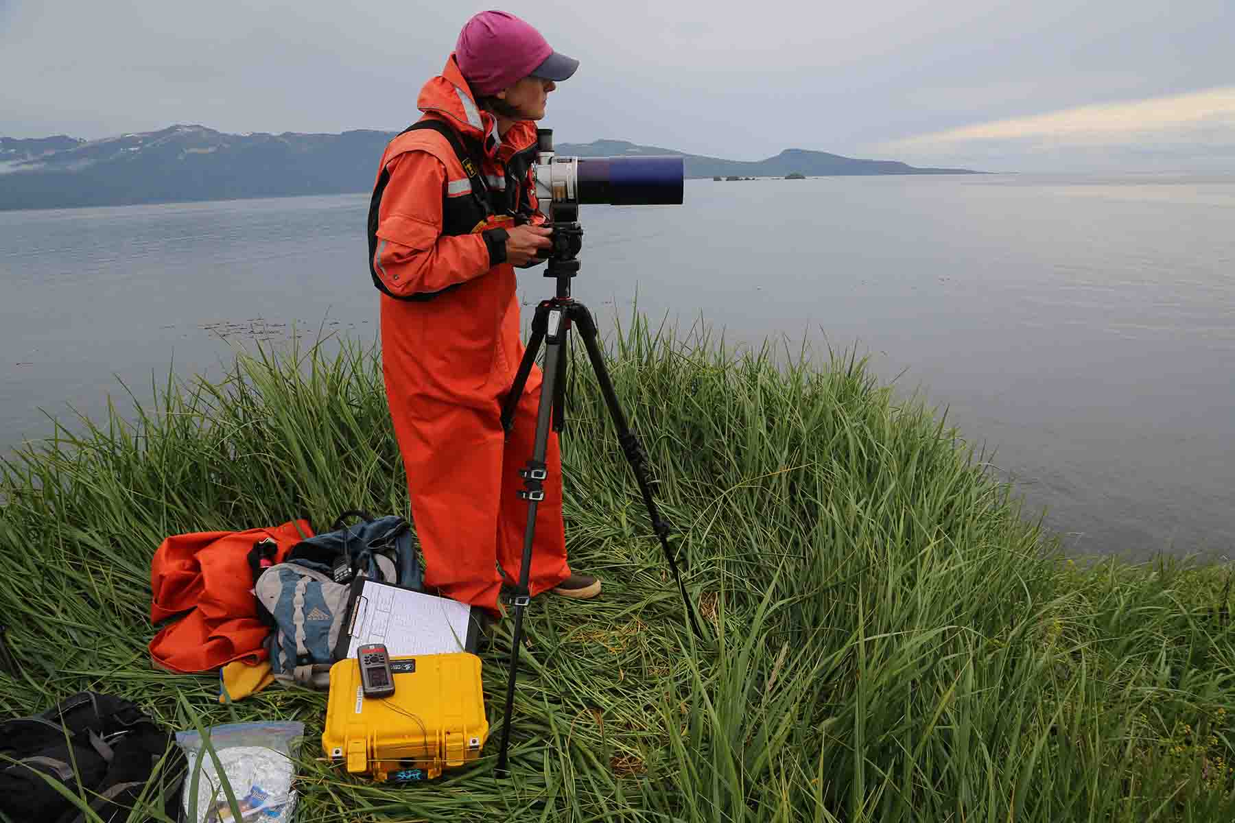 Heather Coletti, a marine ecologist with the U.S. National Park Service in Anchorage, has studied sea otters in the Gulf of Alaska for nearly 25 years.